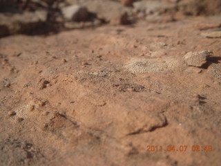 28 7j7. Canyonlands Lathrop hike/run - rock with tiny pimples