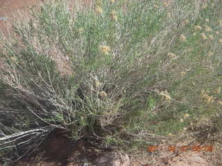 86 7j7. Canyonlands Lathrop hike/run - flora