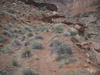 194 7j7. Canyonlands Lathrop hike/run - flora