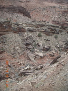 196 7j7. Canyonlands Lathrop hike/run - flora