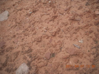 Canyonlands Lathrop hike/run - neat soil texture