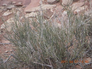 220 7j7. Canyonlands Lathrop hike/run - flora