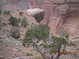 221 7j7. Canyonlands Lathrop hike/run - flora