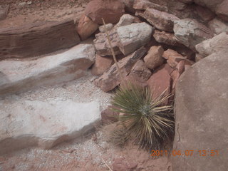 224 7j7. Canyonlands Lathrop hike/run - flora