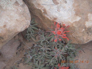 231 7j7. Canyonlands Lathrop hike/run - flora - wildflower