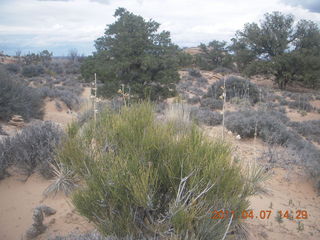 Canyonlands Lathrop hike/run - flora