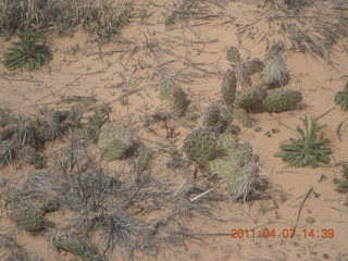 248 7j7. Canyonlands Lathrop hike/run - flora - cactus