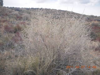 255 7j7. Canyonlands Lathrop hike/run - flora