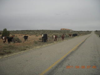 10 7j8. drive to Anticline Overlook - cows
