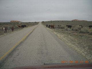 drive to Anticline Overlook - cows
