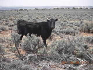 drive to Canyonlands Needles - cow