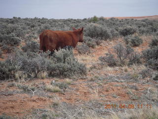 136 7j8. drive to Canyonlands Needles - cow