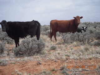 137 7j8. drive to Canyonlands Needles - cows