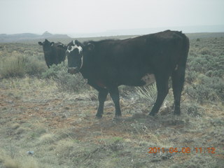 drive to Canyonlands Needles - cows