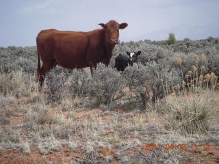 139 7j8. drive to Canyonlands Needles - cows