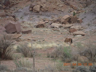 152 7j8. drive to Canyonlands Needles - horse