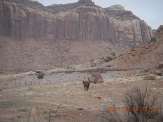 153 7j8. drive to Canyonlands Needles - horses