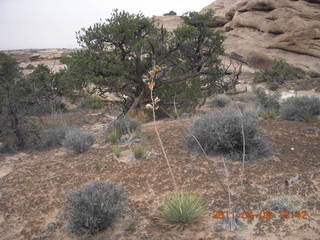 266 7j8. Canyonlands Needles Slickrock hike