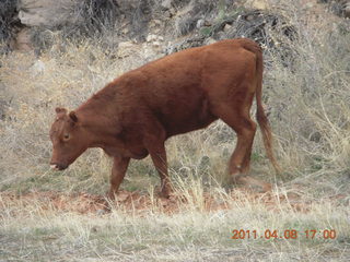303 7j8. drive from Needles back to Moab - cow