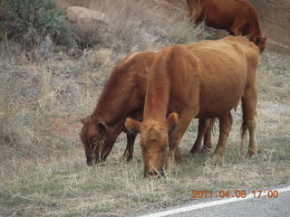 drive from Needles back to Moab - cows