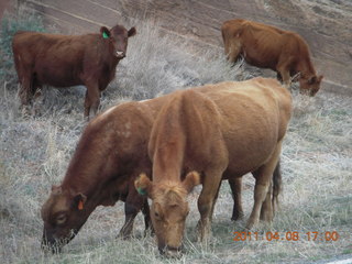 305 7j8. drive from Needles back to Moab - cows