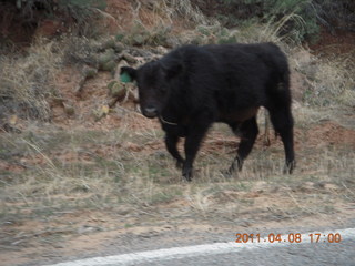 drive from Needles back to Moab - cow