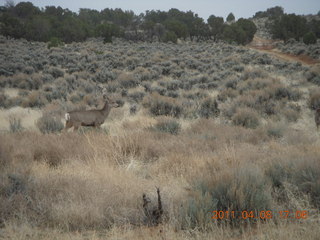 309 7j8. drive from Needles back to Moab - mule deer