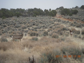 310 7j8. drive from Needles back to Moab - mule deer