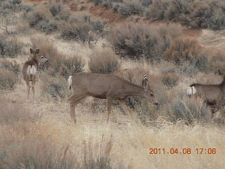 312 7j8. drive from Needles back to Moab - mule deer