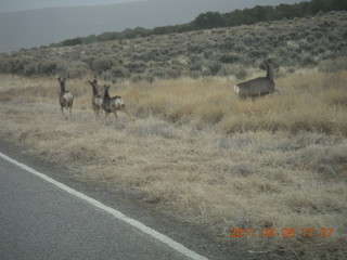 drive from Needles back to Moab - mule deer