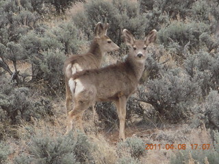 317 7j8. drive from Needles back to Moab - mule deer