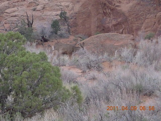 18 7j9. Arches Devil's Garden hike - mule deer