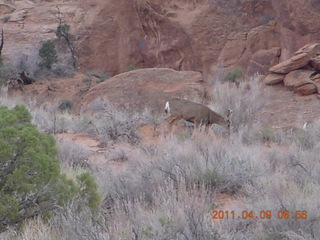 19 7j9. Arches Devil's Garden hike - mule deer