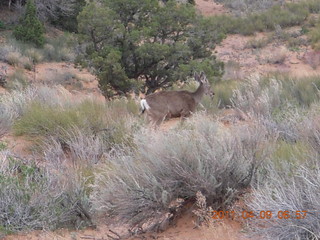 20 7j9. Arches Devil's Garden hike - mule deer