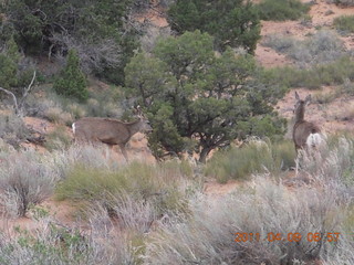 21 7j9. Arches Devil's Garden hike - mule deer