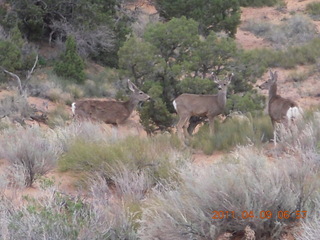 22 7j9. Arches Devil's Garden hike - mule deer
