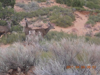 23 7j9. Arches Devil's Garden hike - mule deer