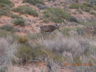 24 7j9. Arches Devil's Garden hike - mule deer