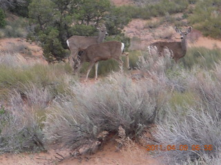 25 7j9. Arches Devil's Garden hike - mule deer