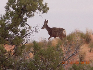 26 7j9. Arches Devil's Garden hike - mule deer