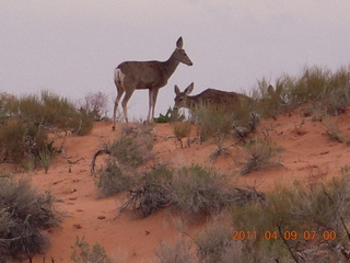 27 7j9. Arches Devil's Garden hike - mule deer