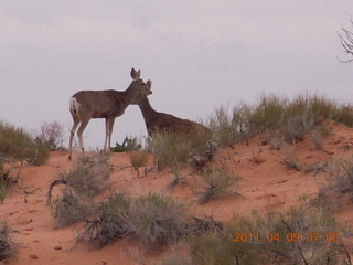 28 7j9. Arches Devil's Garden hike - mule deer