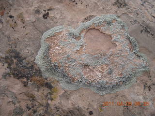 73 7j9. Arches Devil's Garden hike - various lichens on rock
