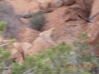 Arches Devil's Garden hike - blurry with raven in flight