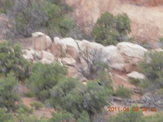 Arches Devil's Garden hike - blurry with raven in flight