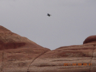110 7j9. Arches Devil's Garden hike - flying raven