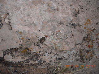 183 7j9. Dead Horse Point - Big Horn hike - lichens