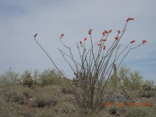 71 7jp. Vulture Mine airstrip run - flora