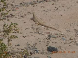 185 7jp. Vulture Mine tour - white lizard