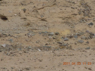 186 7jp. Vulture Mine tour - tail of white lizard